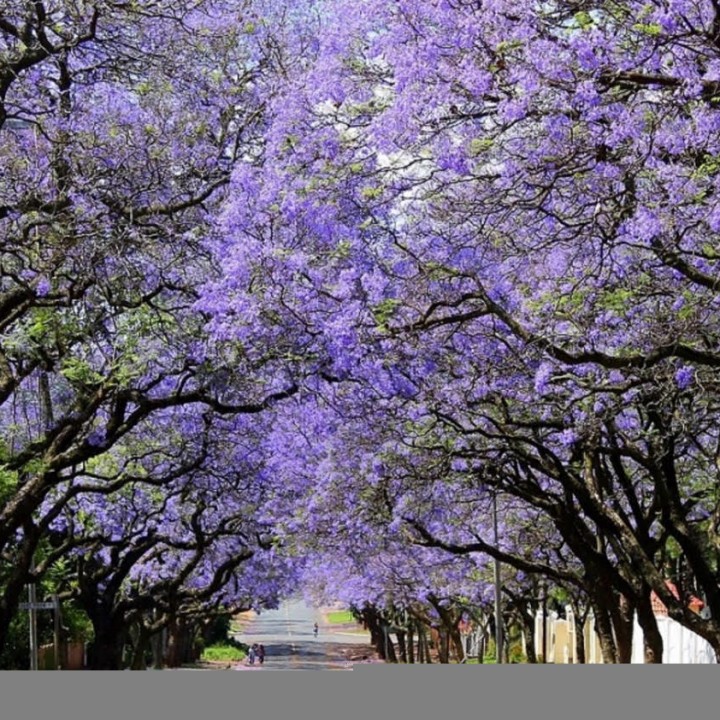 Jacaranda Tears!