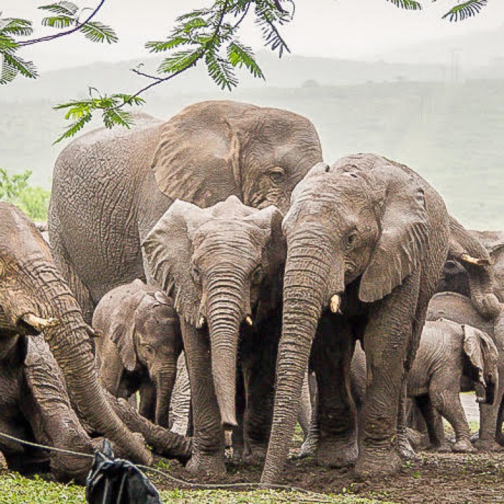 A Problem of Jumbo Proportions!