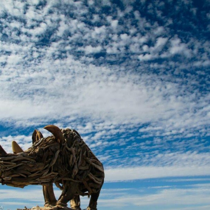 A Safari in Driftwood!