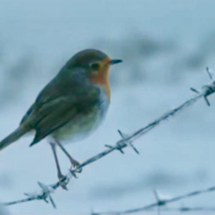 Peace, Love & Joy???