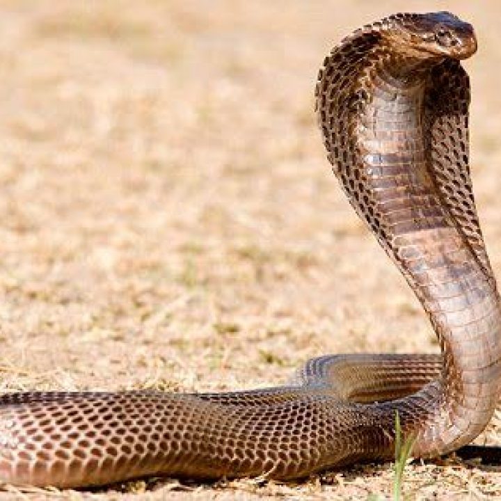 The Rearing Cobra & Me!