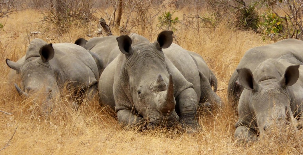 Rhino 1