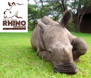 Rhino6