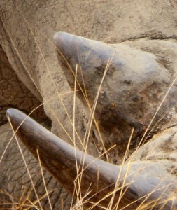 rhino2