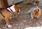 dogs