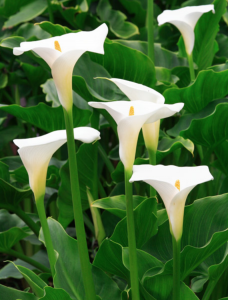 arum