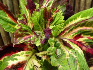 garden-11