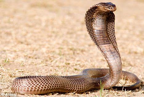 The Rearing Cobra & Me!